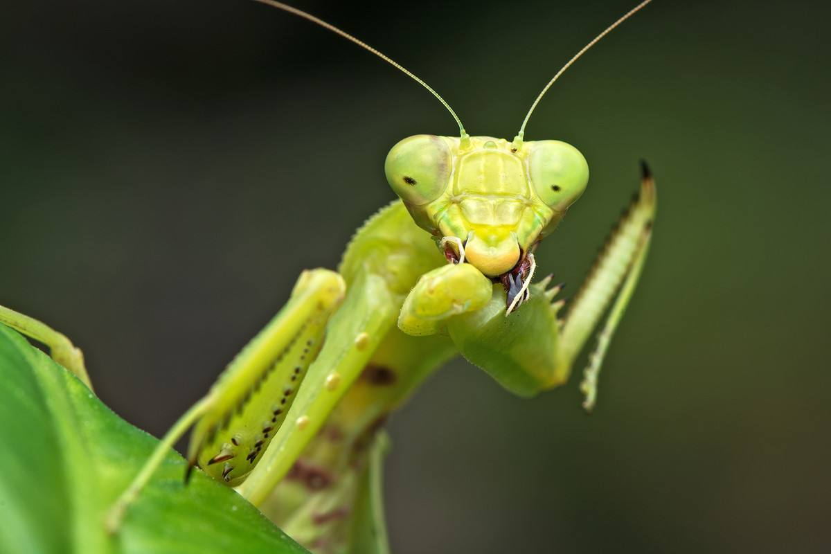 动物星球第50课:参加英语四级考试的狐狸美美——螳螂