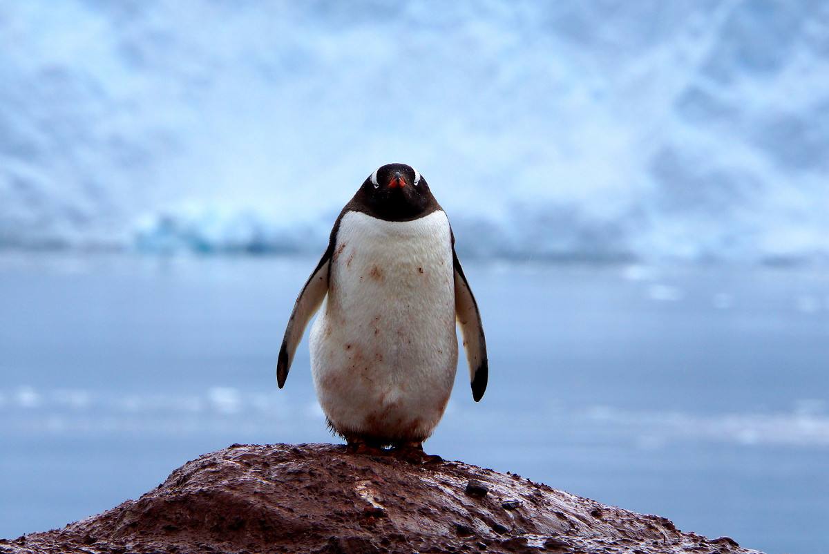 环球旅行第41站(南极):开船咯!神秘的南极洲,我们来啦!在线收听-喜马