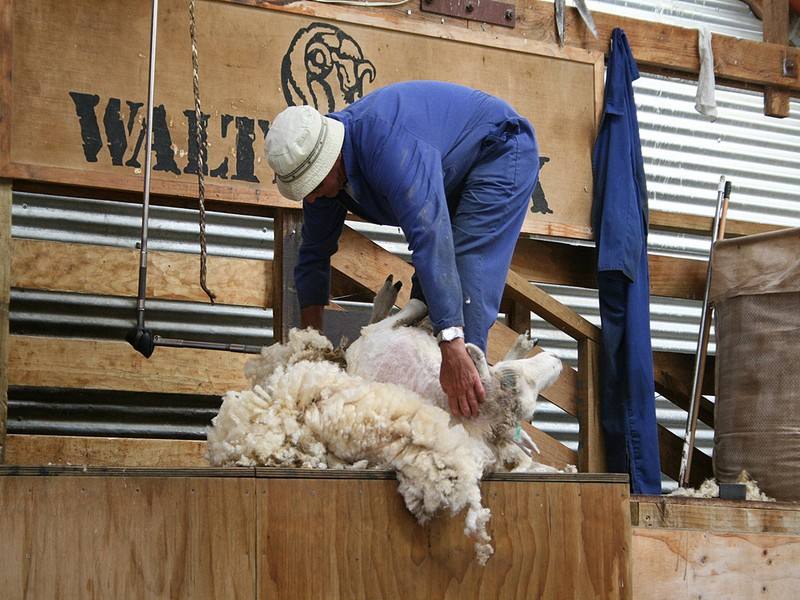 环球旅行第36站(澳大利亚3):骑在羊背上的国家