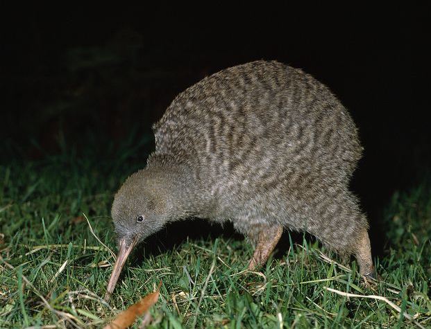 动物星球第64课:昆虫村的安全教育——几维鸟