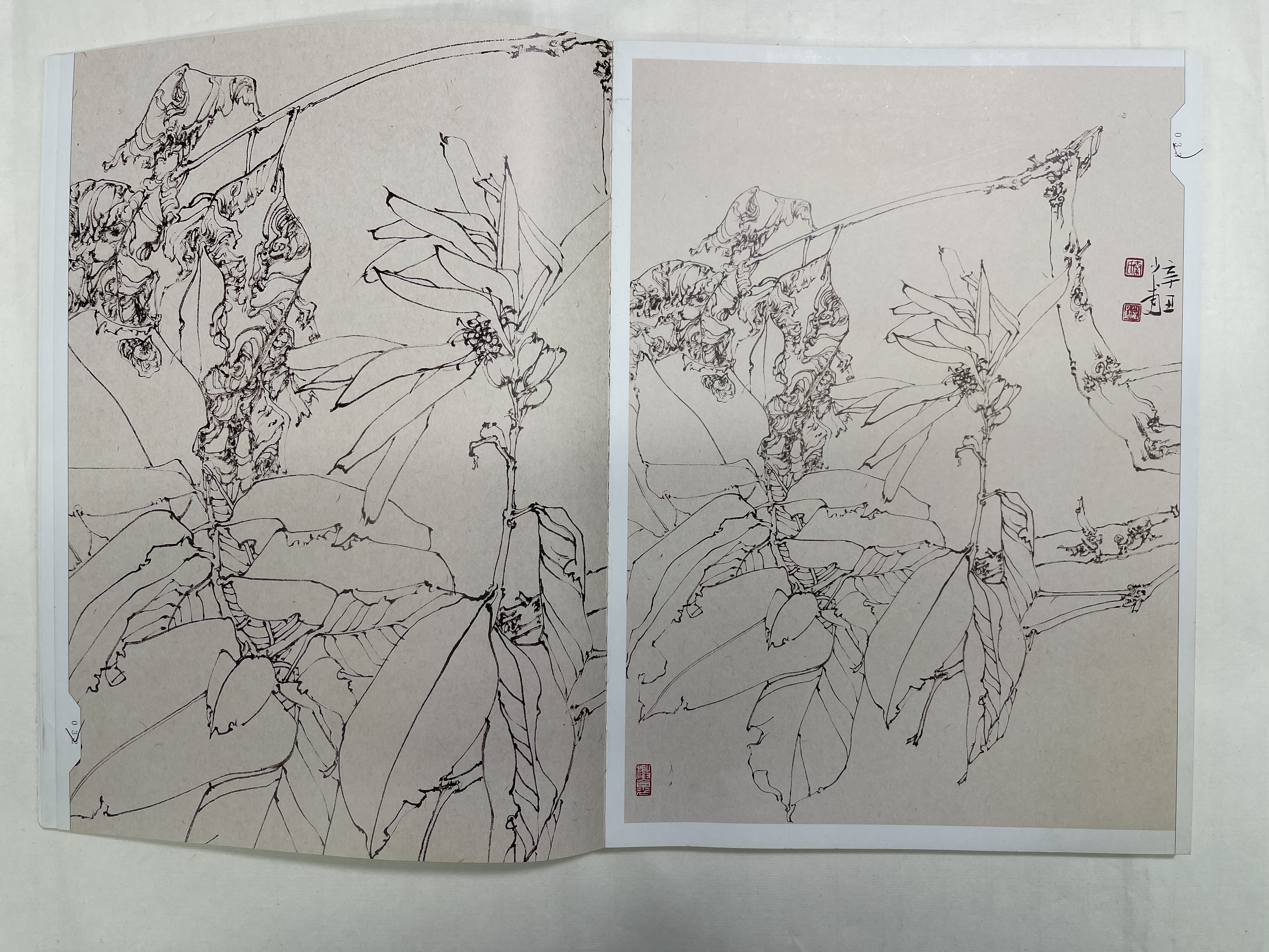 秦少甫国展线描写生网课 （含写生集）