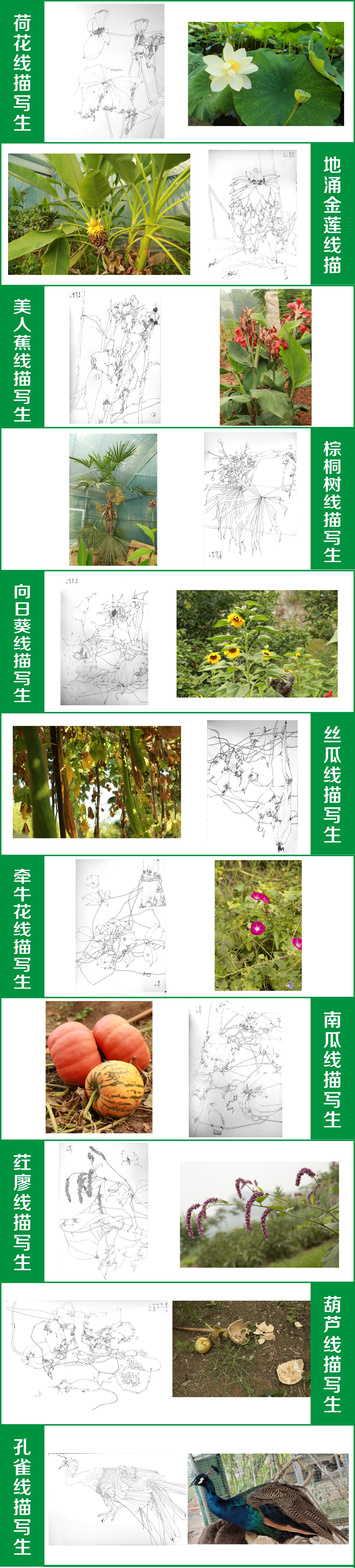 秦一凡线描写生网课 