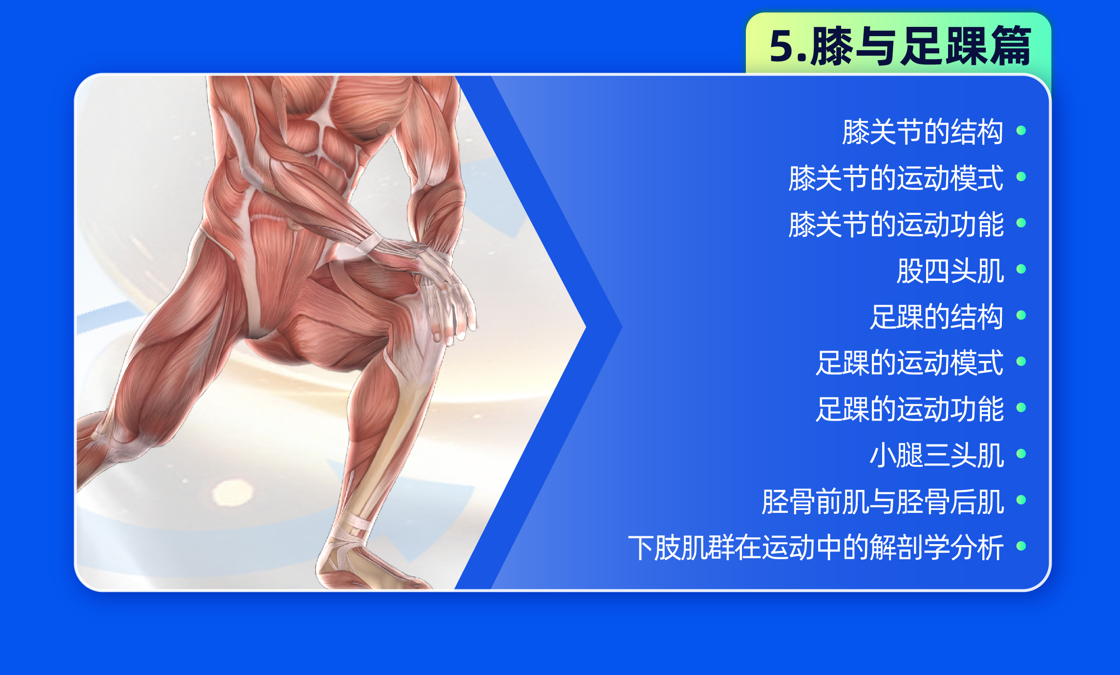 运动功能解剖学膝与足踝篇