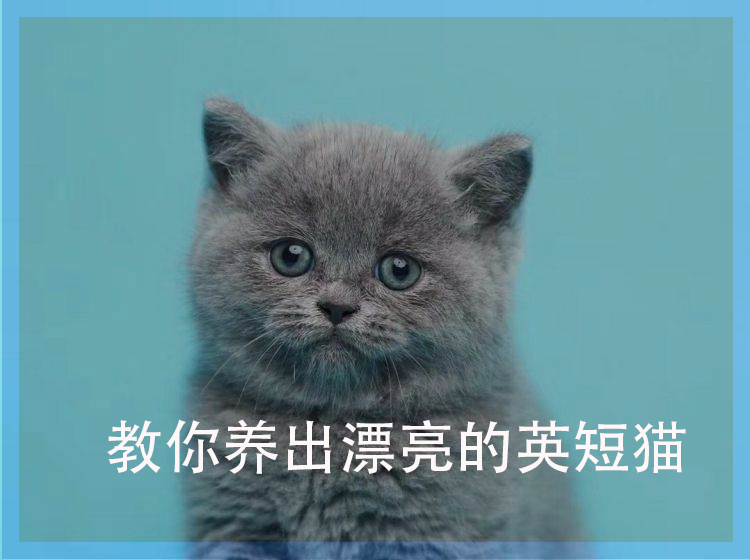 教你养出漂亮的英短猫1104