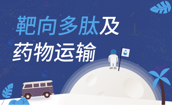靶向多肽及药物运输