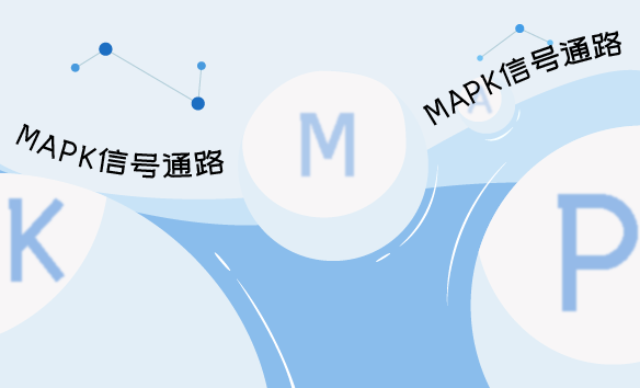 MAPK信号通路