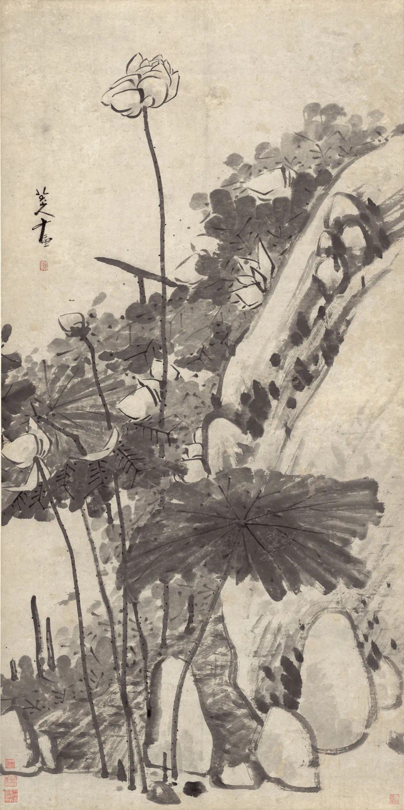荷花专题（第二期）