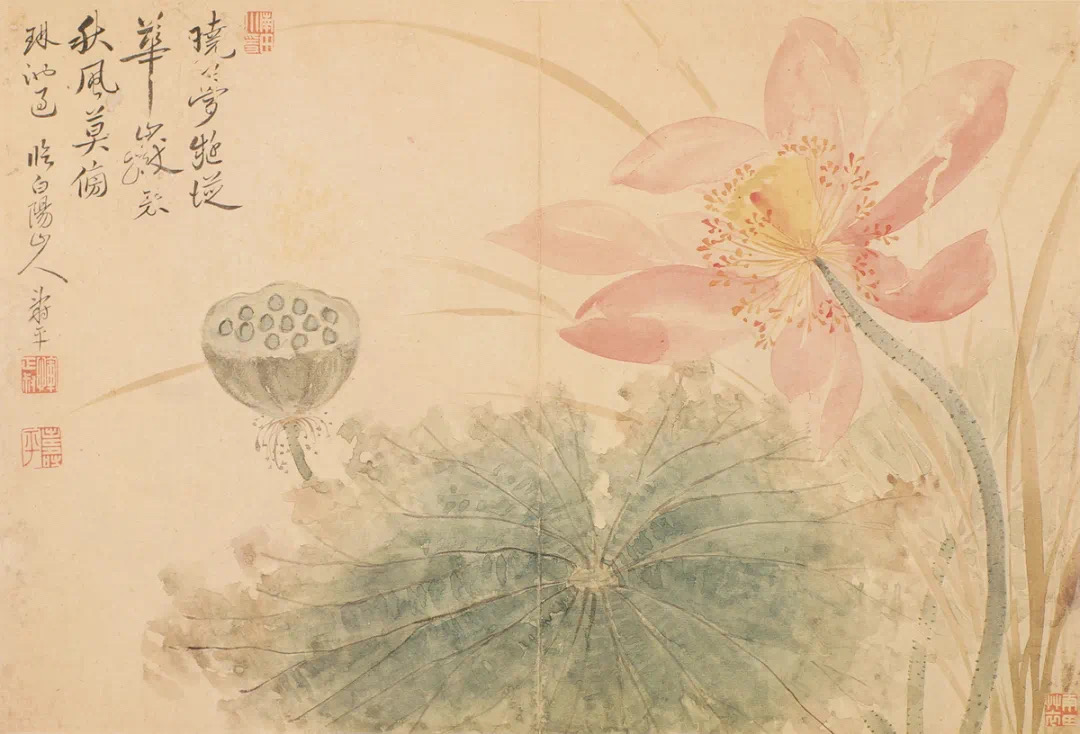 荷花专题（第二期）