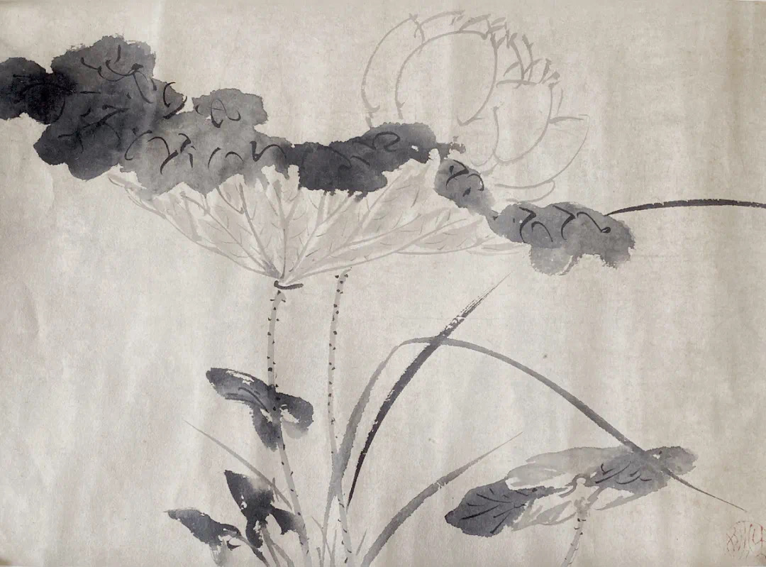 荷花专题（第二期）