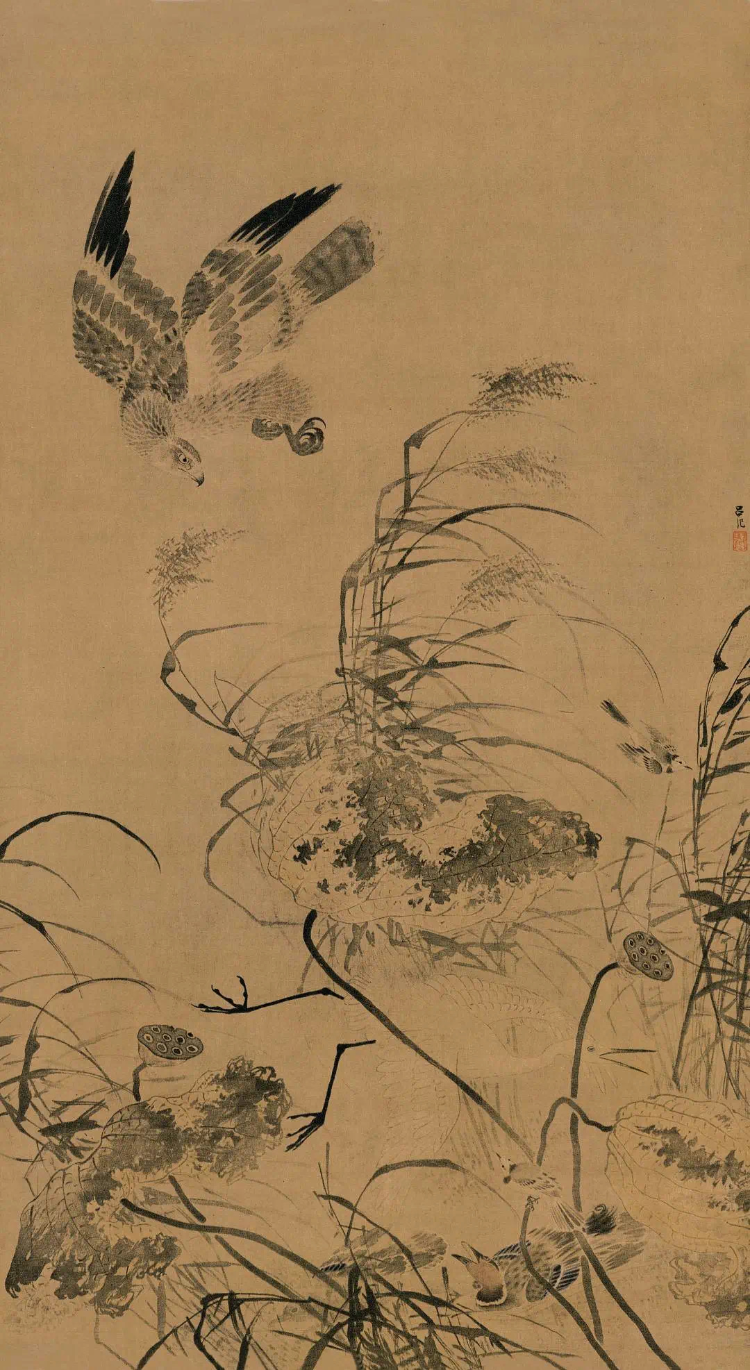 荷花专题（第二期）