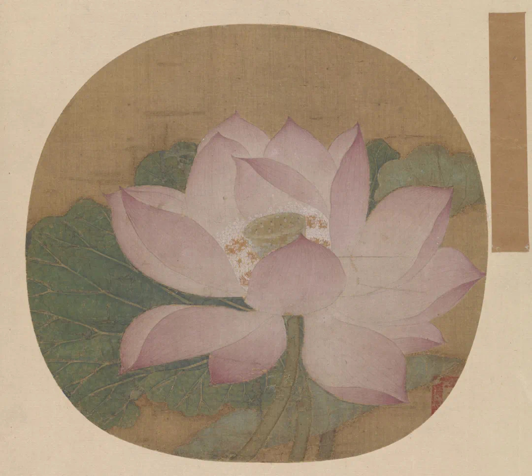 荷花专题（第二期）