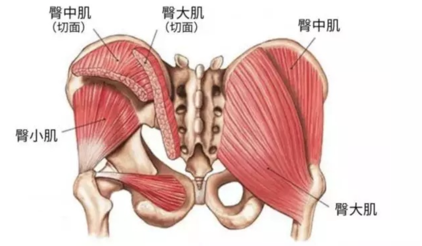 截屏2022-11-05 19.10.40.png 骨盆与姿势7课/费登奎斯®️线上工作坊精选音频课程